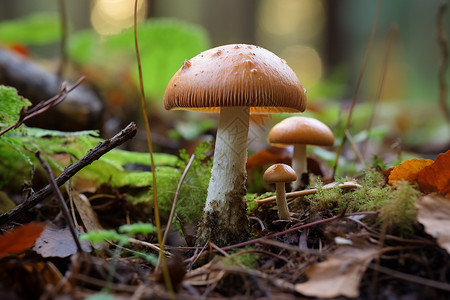 野生蘑菇群野生牛肝菌高清图片