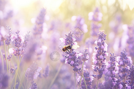 蜜蜂停在薰衣草花朵上背景图片