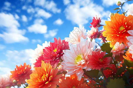 美丽的彩色菊花图片