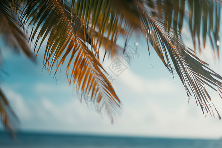 椰树叶子热带沙滩上的椰树叶背景