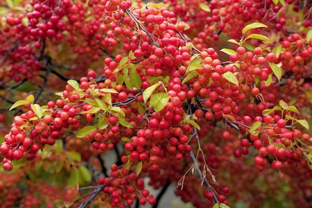 红浆果的季节图片