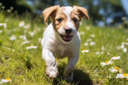 小狗奔跑在草地上图片