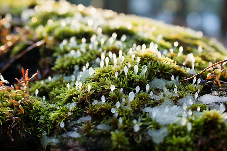 苔藓和雪花的照片高清图片