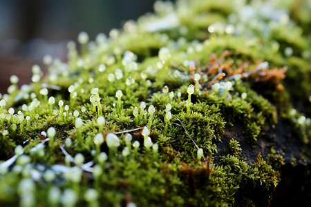 苔藓上绽放着白色小花高清图片