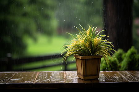 桌上的盆栽窗外细雨和木桌上的植物背景