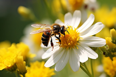 小蜜蜂在黄花上停歇背景图片