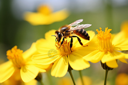 蜜蜂忙碌的采蜜图片