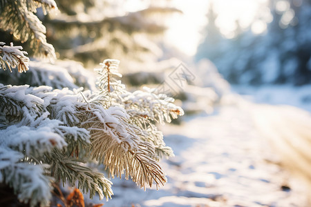 冬日阳光下的雪中松树图片