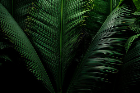 茂密的棕榈树树叶图片