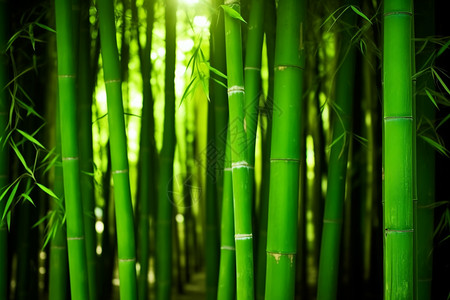 绿竹素材竹林中的阳光景色背景