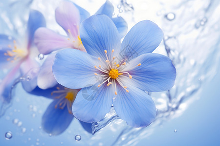 水里的花朵紫罗兰花瓣高清图片