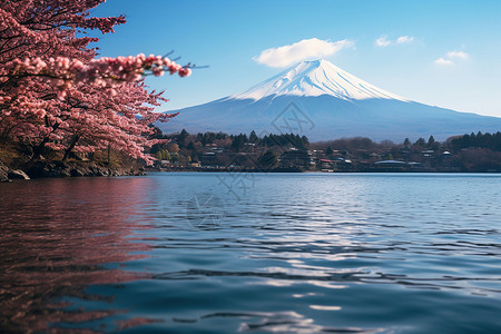 樱花雪樱花湖畔雪山下的美丽景色背景