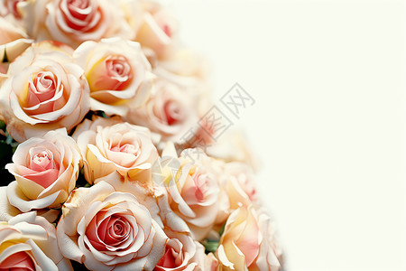 粉红白色玫瑰花束浪漫绽放图片