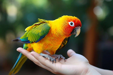 手中的彩色鹦鹉图片