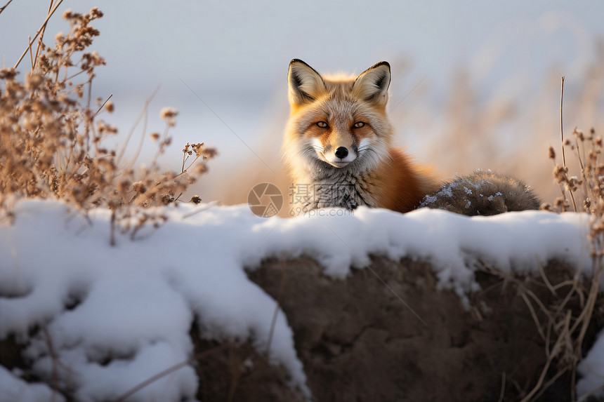 一只可爱的狐狸图片