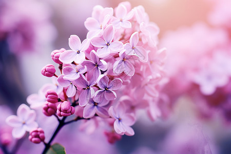 枝干上盛放的紫色花朵背景图片