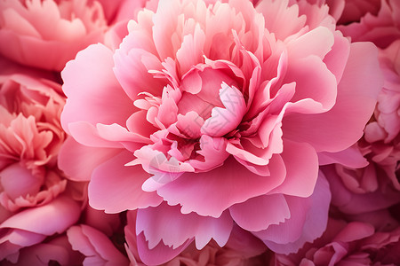 漂亮美丽的粉色花朵背景图片