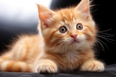 小橘猫仰望摄像头图片