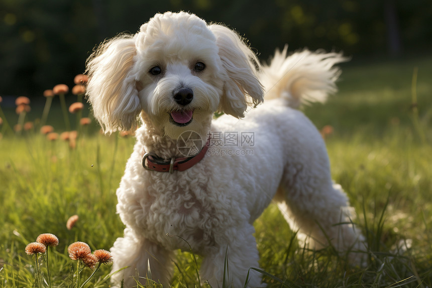 草地上的白色小狗图片