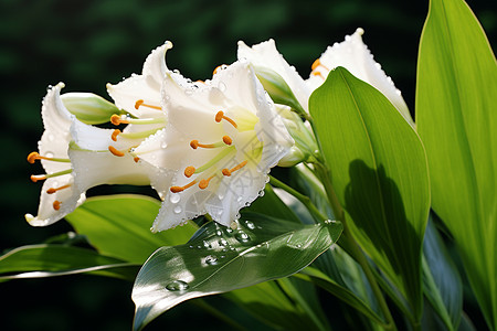 漂浮百合花朵漂亮清新的白百合背景