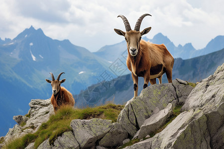 两只山羊屹立在岩石上图片