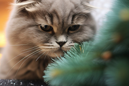 圣诞树旁的猫咪图片
