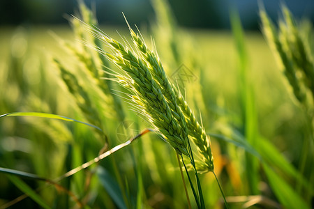 美丽的农田稻田图片