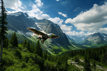 山脉中飞翔的老鹰图片