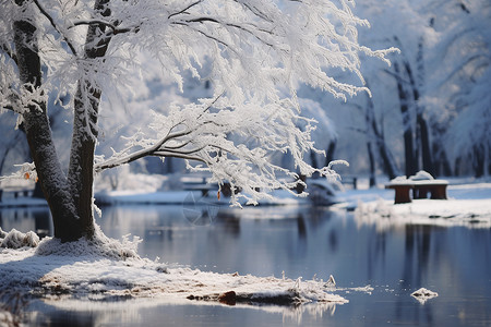 河畔冰冻的树木树枝图片