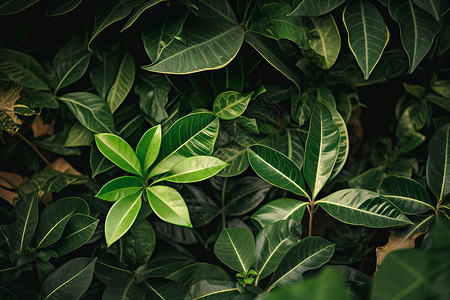 翠绿的植物枝叶图片