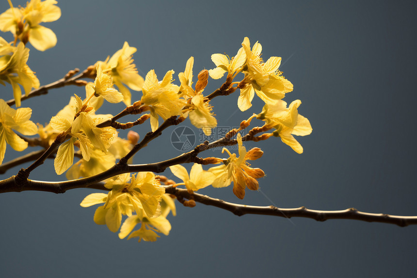 枝头绽放的黄花图片