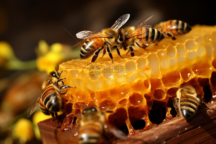 蜂巢上的蜂蜜和蜜蜂图片