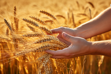 成熟小麦麦穗农民手中成熟的麦穗背景