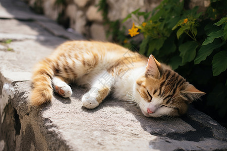 休息小猫晒太阳的猫咪背景