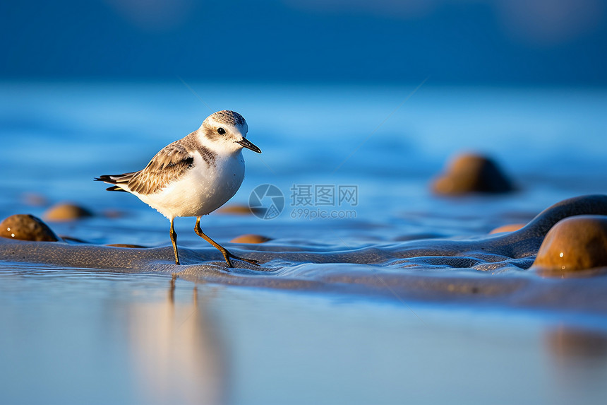 海滩上的野生小鸟图片