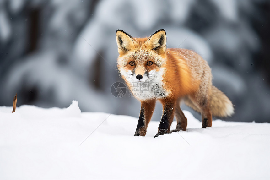 冬季里的雪狐图片
