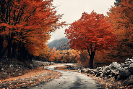 秋日红叶林间小路图片