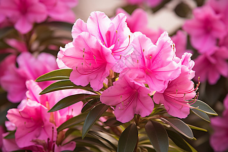 漂亮的粉色花卉背景图片