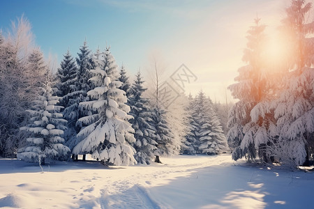 冬日白雪皑皑的树林图片