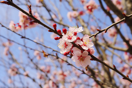 果园里的桃花背景图片