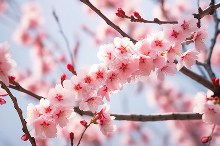 樱花争艳的美景高清图片