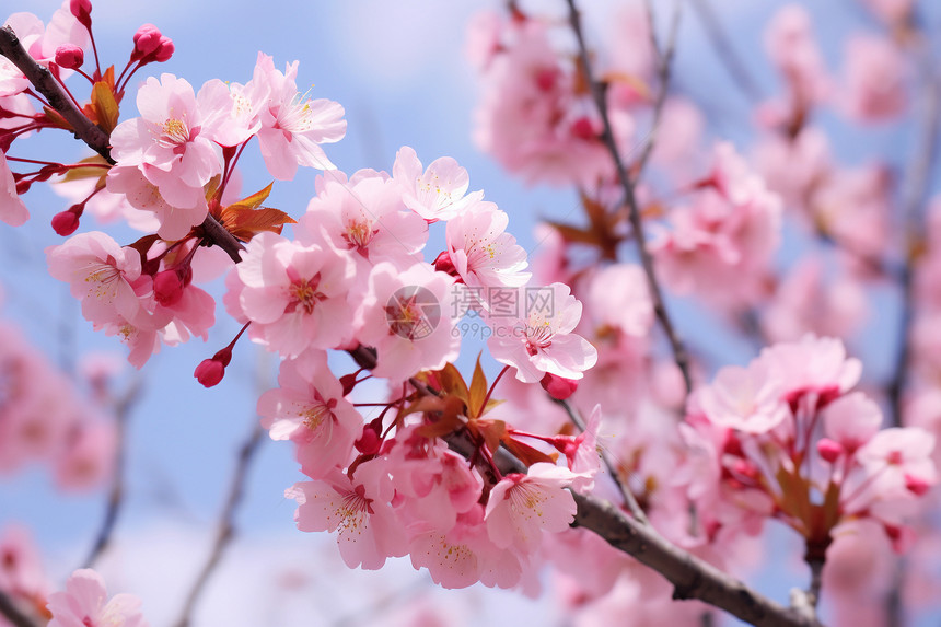 粉色樱花在树枝绽放图片