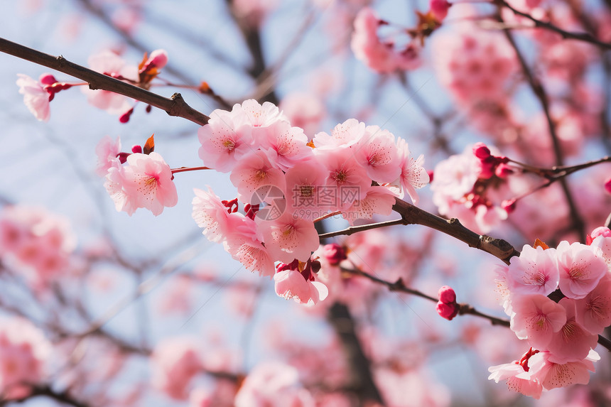 樱花盛开的美丽图片