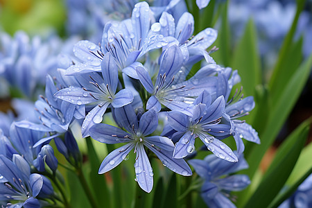 美丽的蓝色花朵图片
