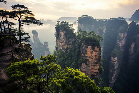 高耸松树高耸的山峰背景