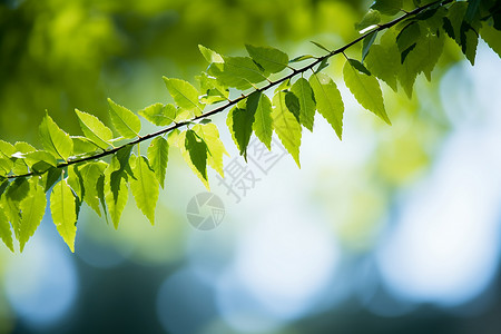 青翠树叶青翠的树枝背景