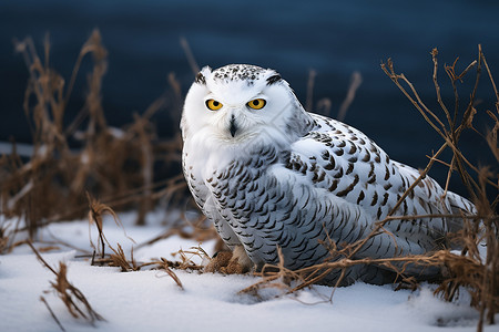 雪中猫头鹰雪地里的白头鹰背景