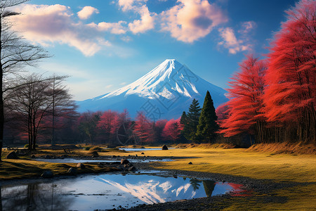 富士山下的树林背景图片