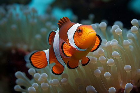 海底小丑鱼背景图片