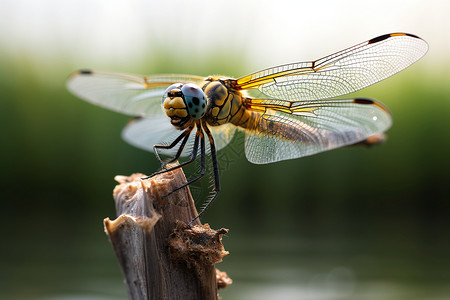 春天的蜻蜓池塘中一只蜻蜓背景